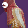Ancient apocalypse cloak icon1.jpg