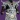 Vestment of the taken king icon1.jpg